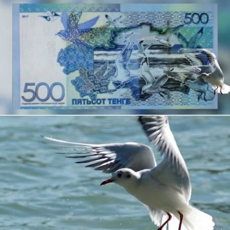 Швейцариялық фотограф 500 теңгелік банкноттағы шағаланың өзіне тиесілі екенін айтты