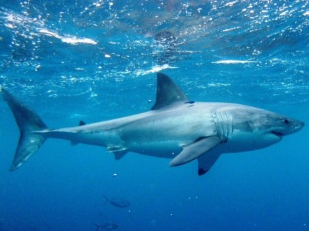 Бәстескен оқушы акула толы суға сүңгіп кетті (видео)