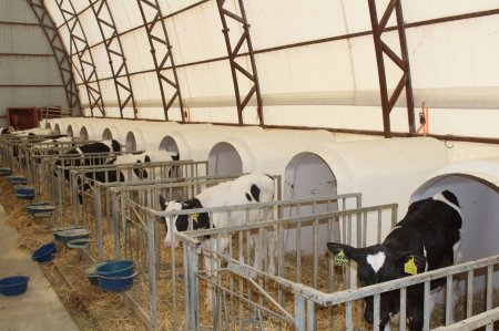 Мал шаруашылығына көрсетілетін мемлекеттік қолдауға зерделеу жүргізілді