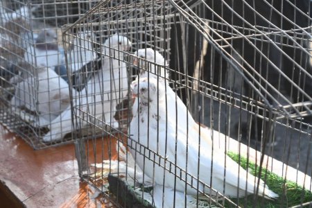 Көгершіндер көрмесі