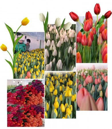 Қазалыда қауыз жарған раушан гүл