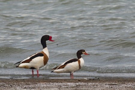 Көне аңыз бен табиғат үндестігі