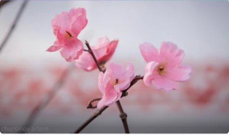 Мерекелік кесте жарияланды