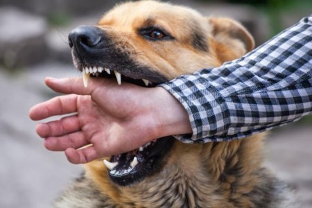 Жануарларға жауапкершілік: қоғамдық қауіпсіздік һәм қорғаншылық