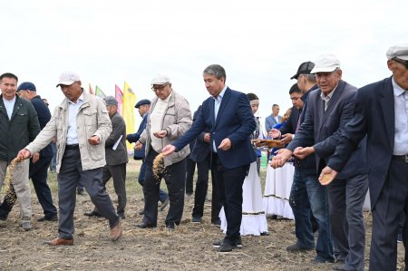 Қазалыда егіс даласына алғашқы дән себілді